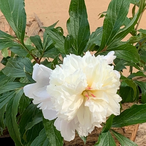 Meet your Posher, Kimberly - Picture 1 of 1